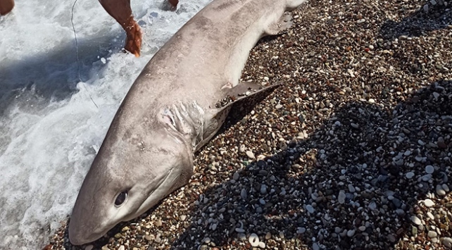 Antalya’da köpek balığı ölüsü kıyıya vurdu