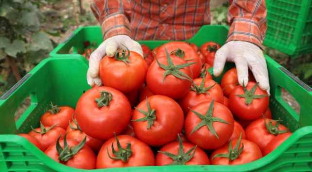 Örtü altı hasadına başlanan yayla domatesine ilgi arttı