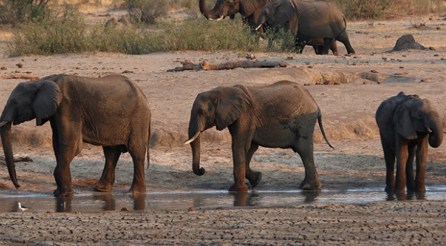 Zimbabve’de gizemli şekilde ölen fillerin sayısı artıyor