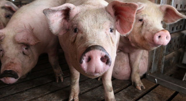 Almanya’da ilk kez Afrika domuz vebasına rastlandı