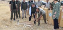 Vali Şıldak “Urfa Ceylanı Ülkemizdeki Nadide Türlerden Biri